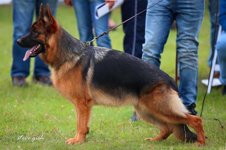 public/dog_images/471/1719239648.Dixi vom Valtenberg.jpg